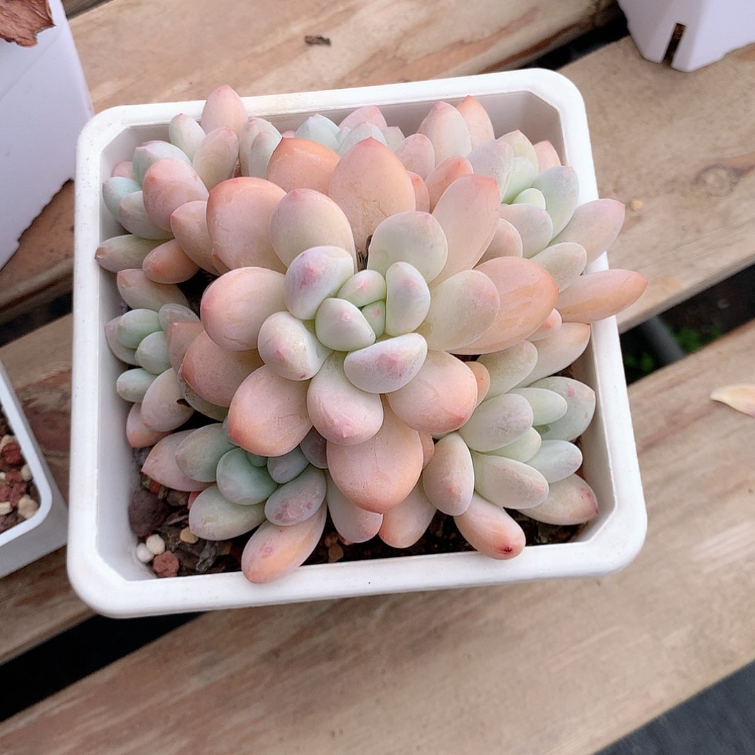 粉香水多肉植物老桩