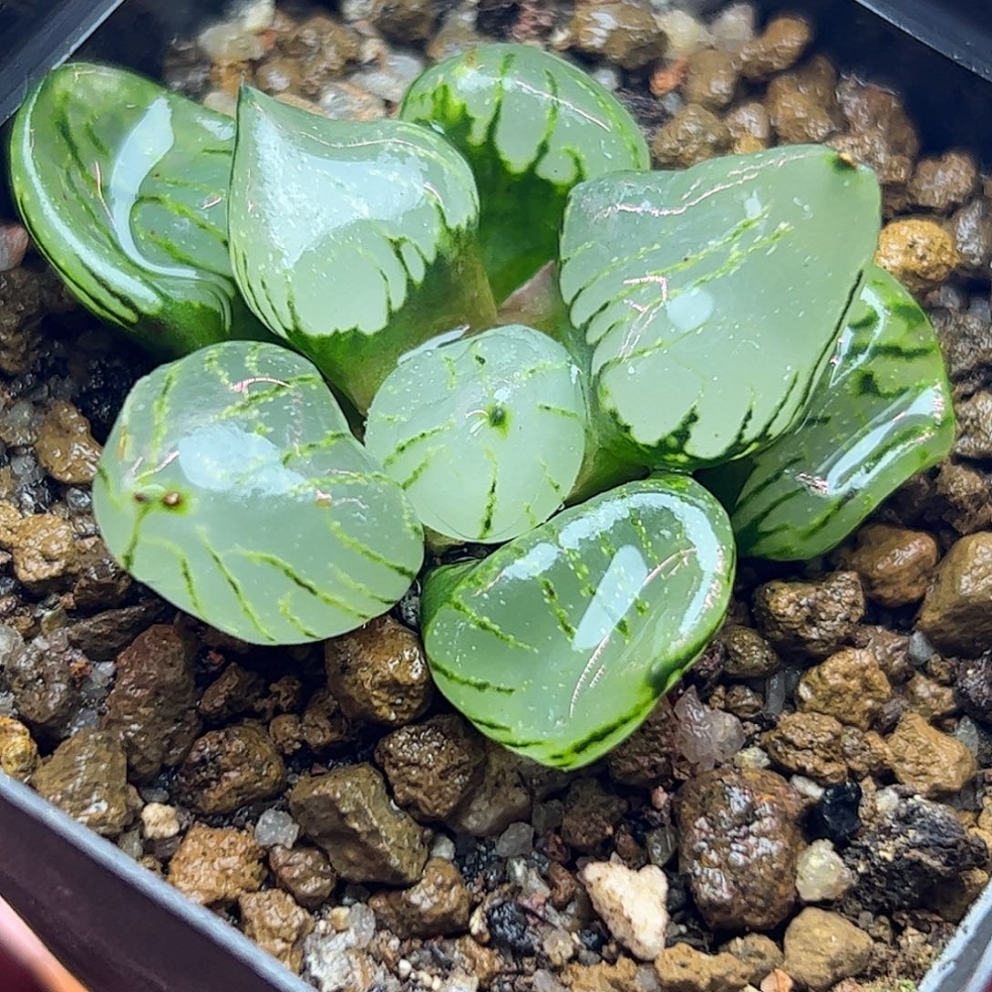 魔晶球十二卷多肉植物