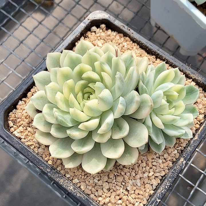 香草月影锦多肉植物