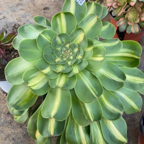 72暴君满25包邮多肉