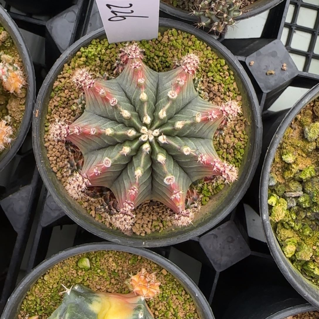 226-0305希拉玛尼脱土发多肉