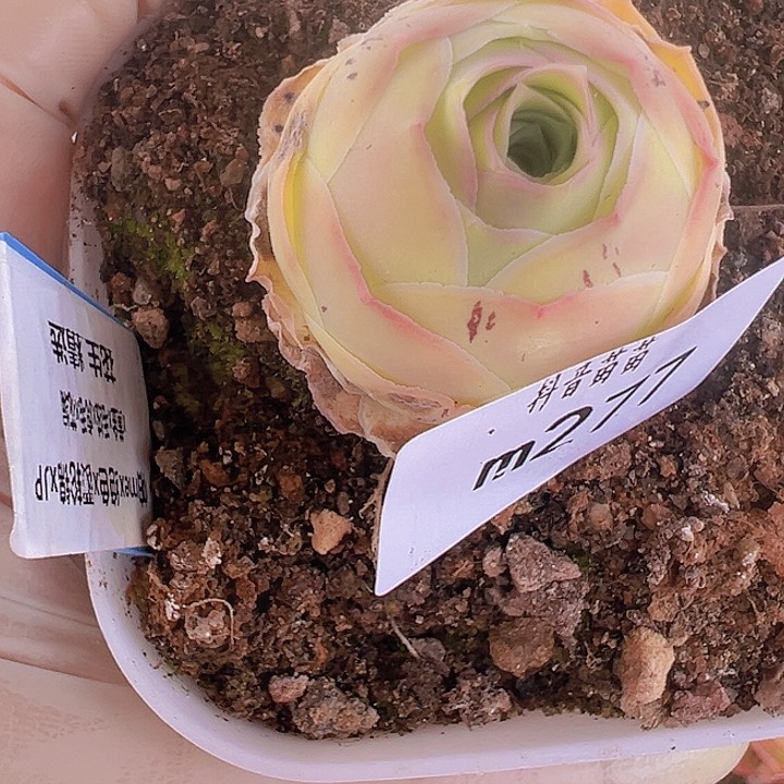 山地玫瑰多肉植物277