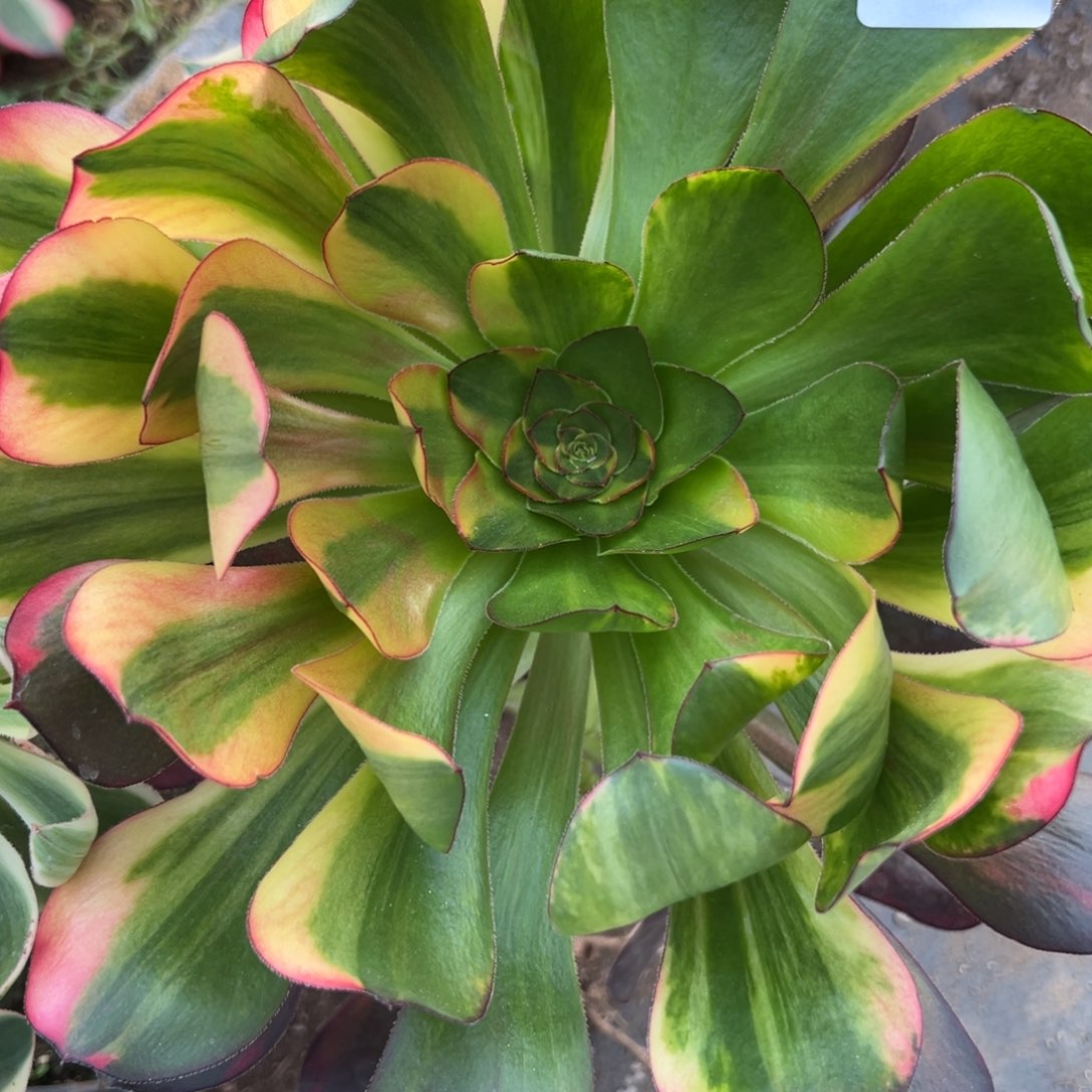 224巫毒七彩多肉多肉多肉