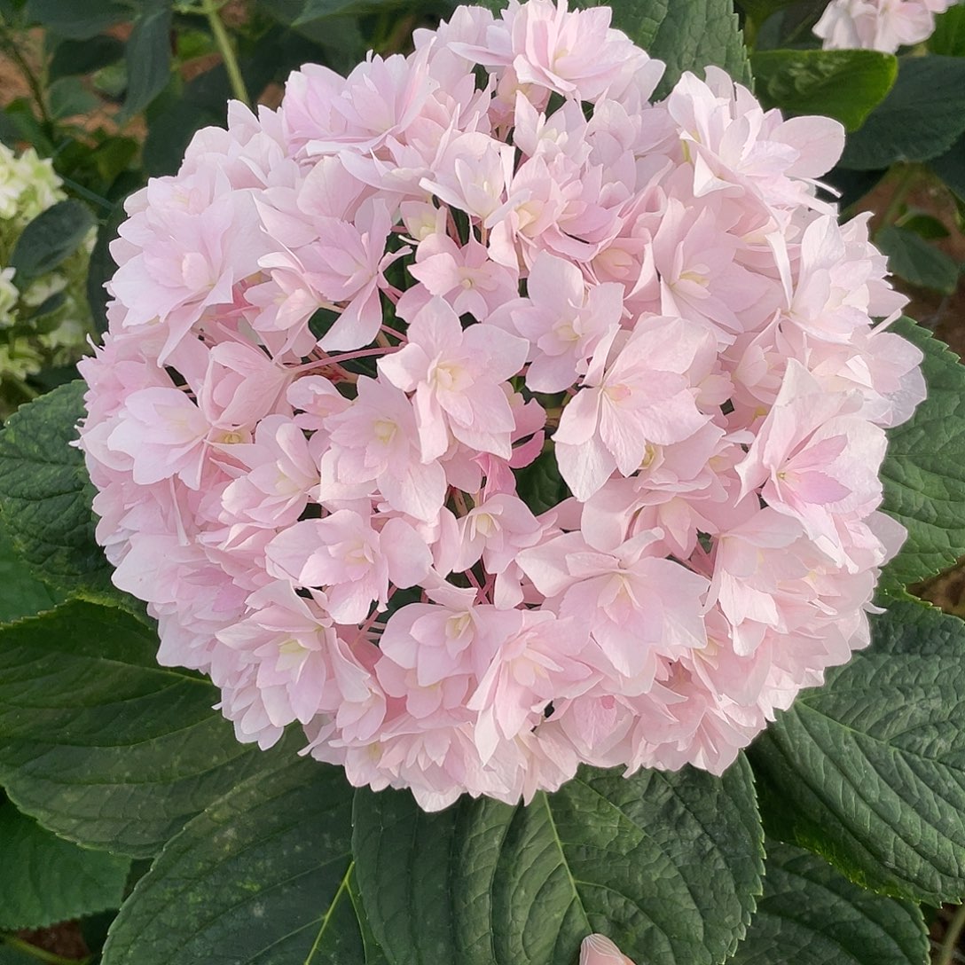 绣球切花一物一拍3枝起包邮，190