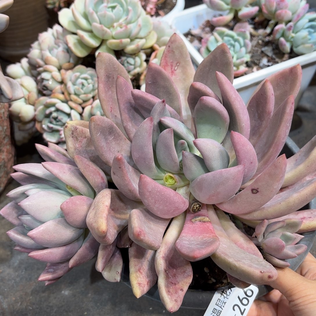 同温层多肉桃花源266