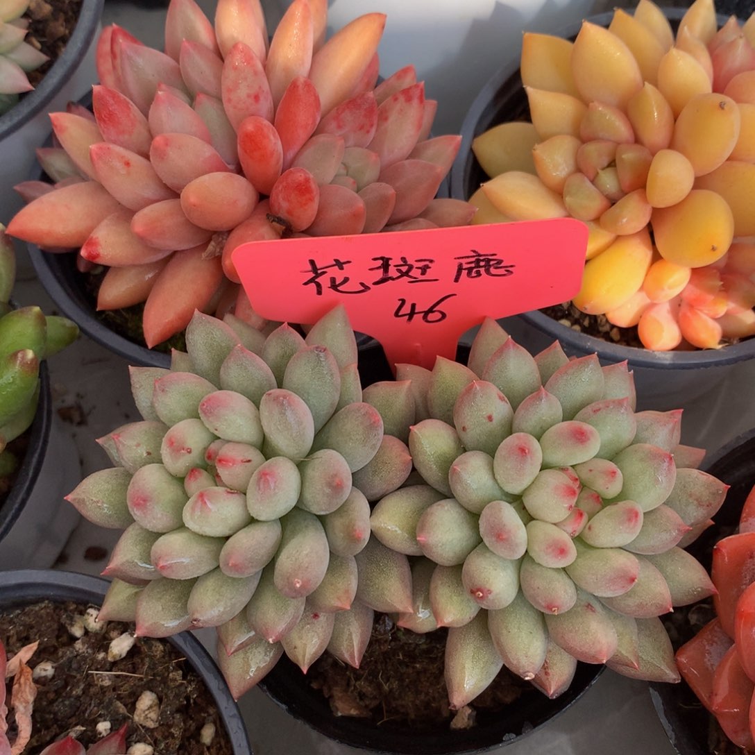 岩字726262636267227