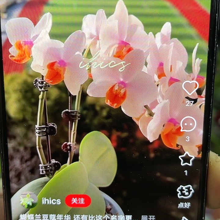 当前无花栽培后可以开花豆蔻年华