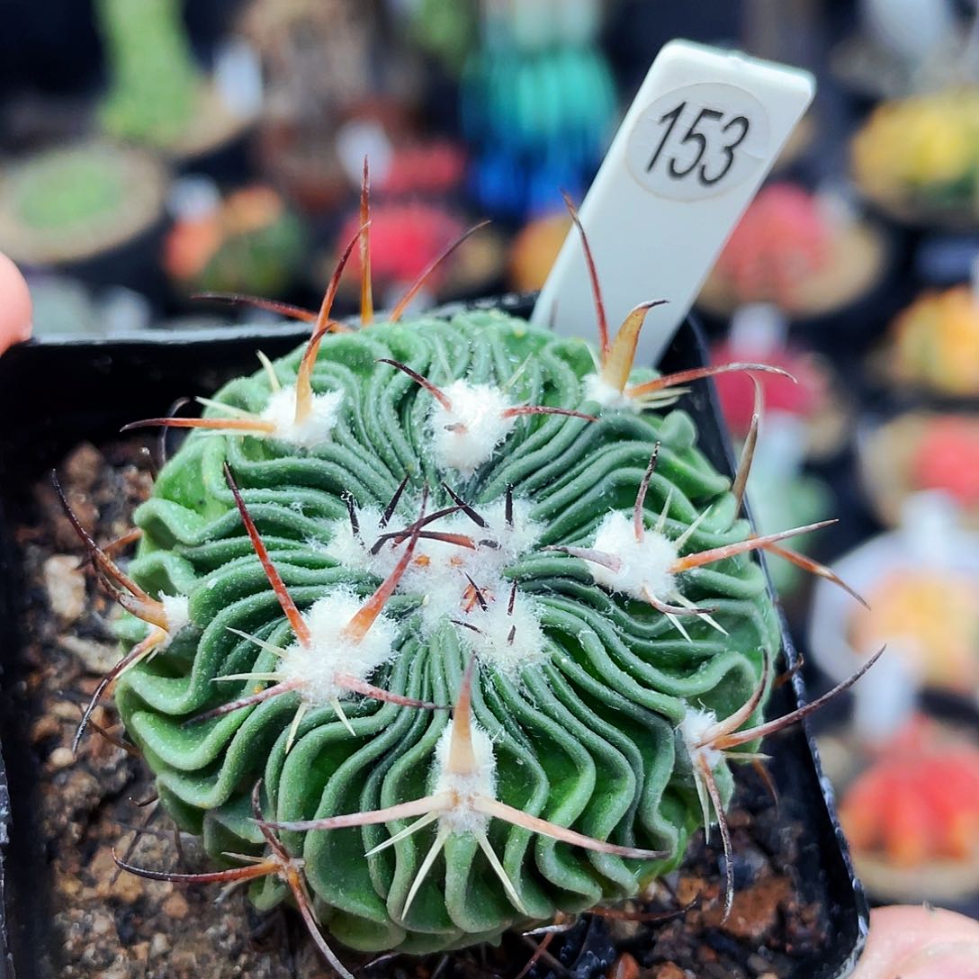 非偏远地区满25包邮仙人球