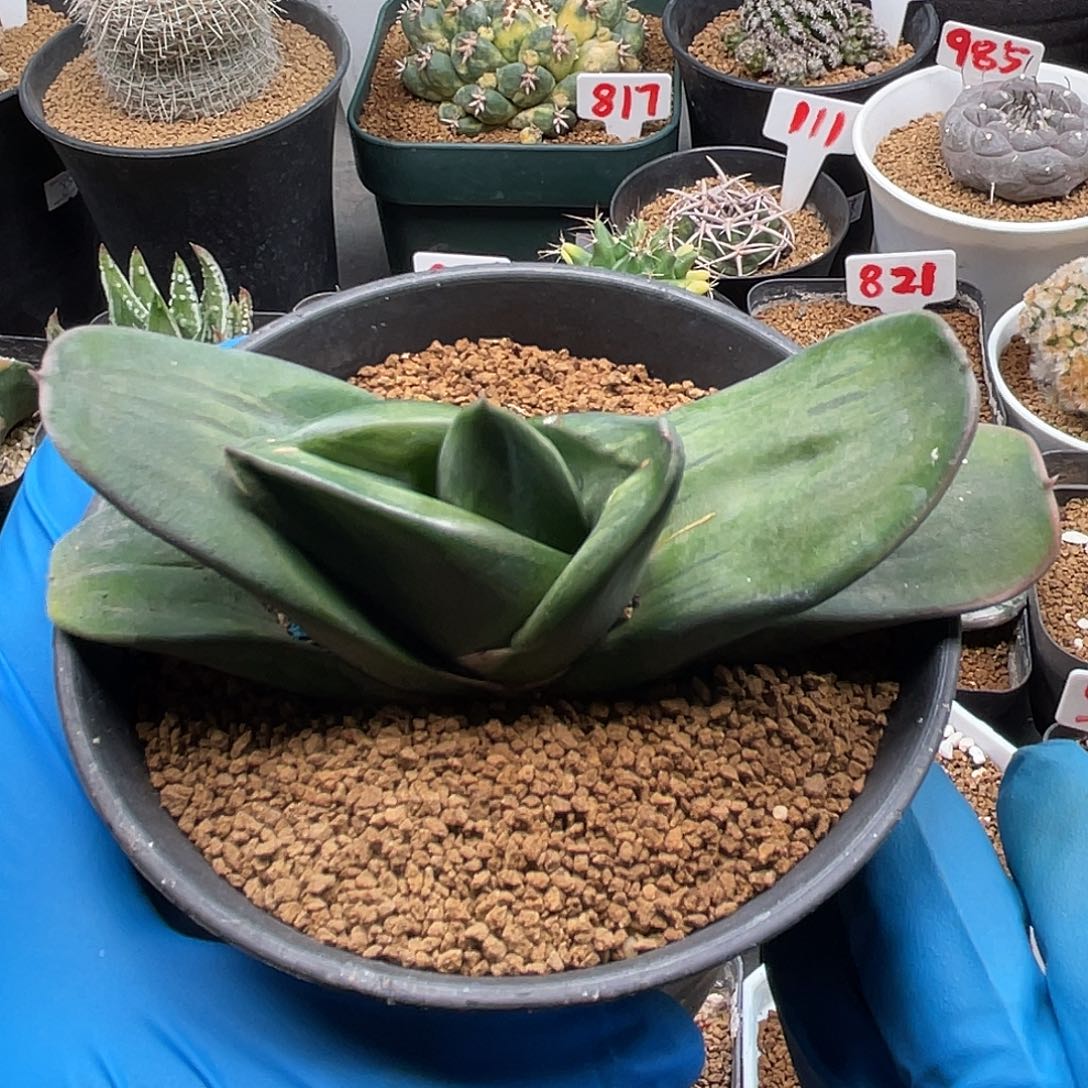 实生卧牛变异小元宝