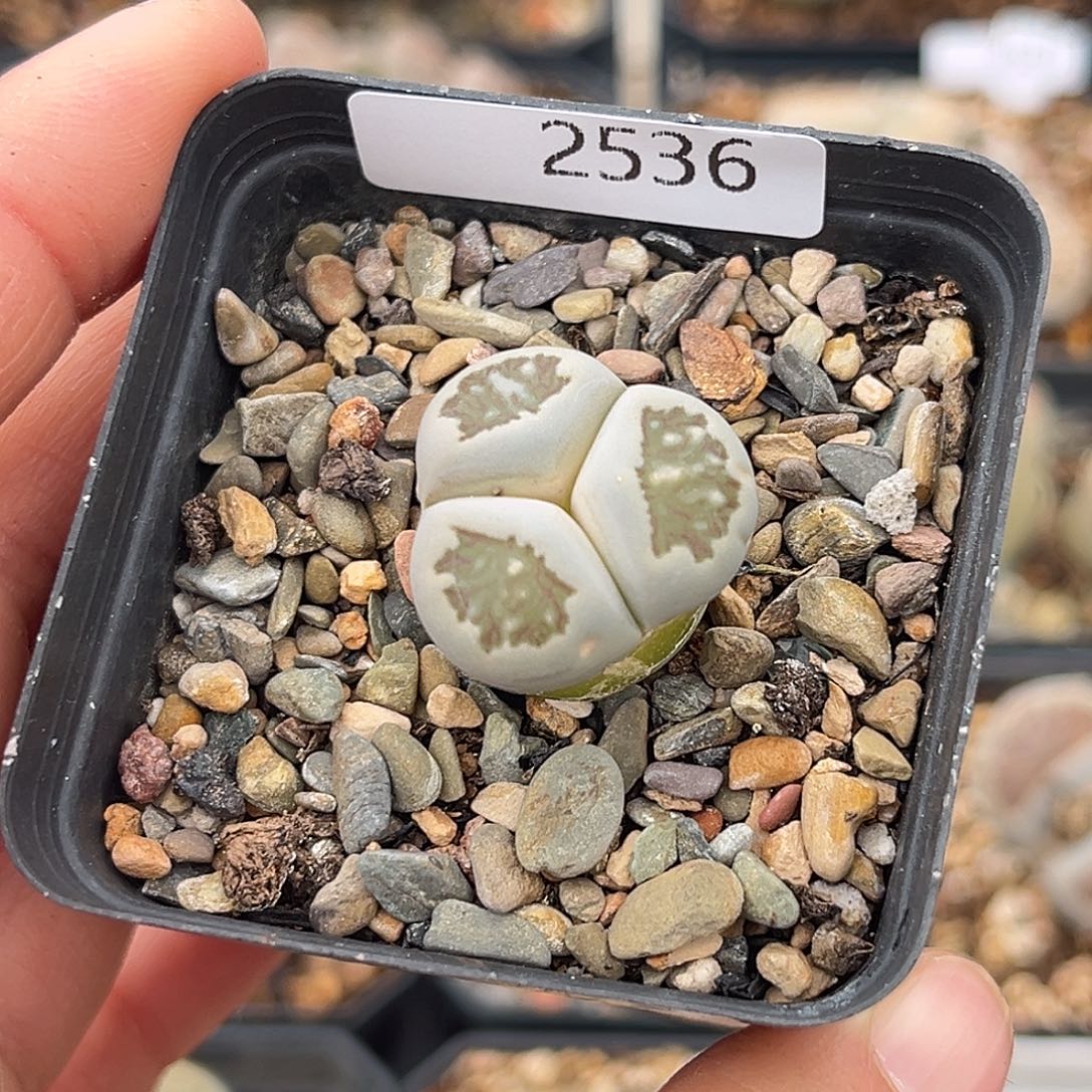 一物一拍菊奔驰2536