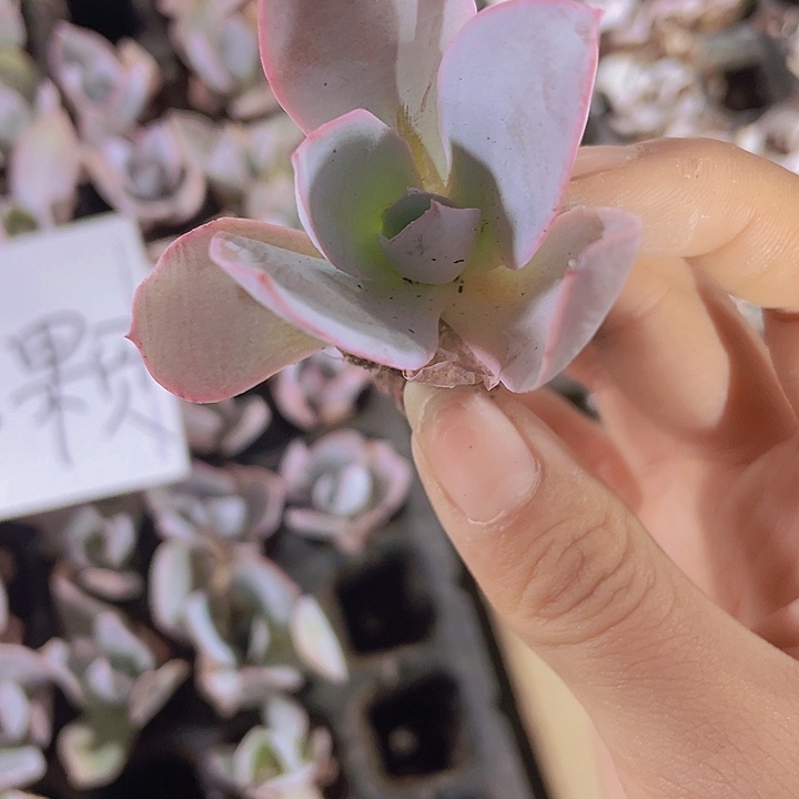 精品67广寒宫一颗