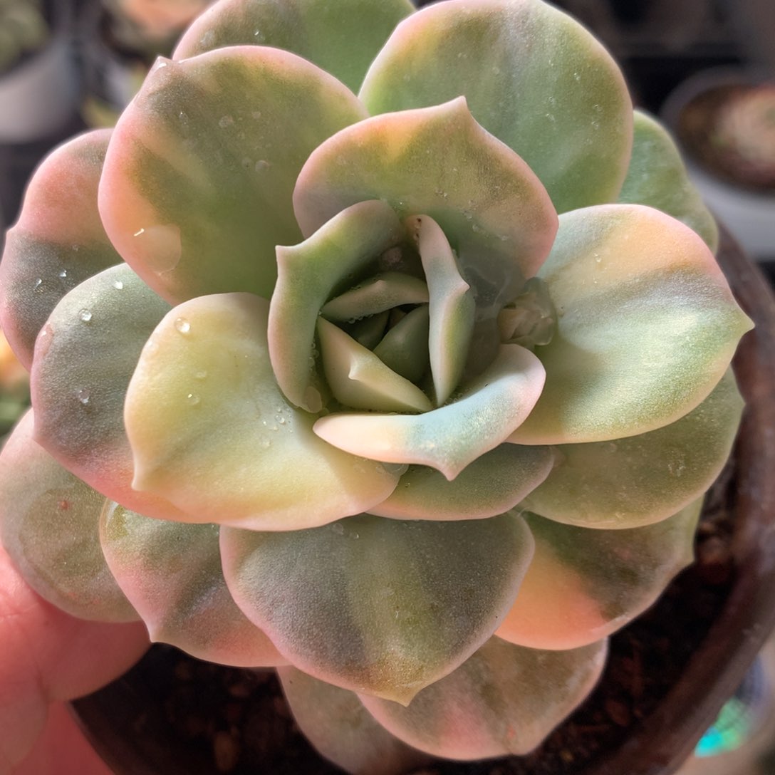 可爱玫瑰锦锦锦锦集