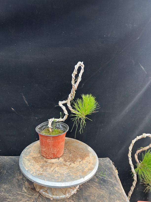 黑松盆景素材，矮霸、临水、悬崖、大树型、双杆多杆文人黑松