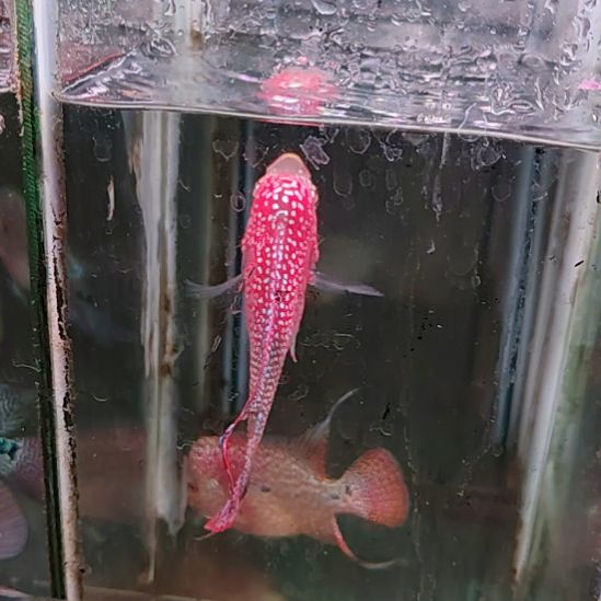 海水鱼2222222222222