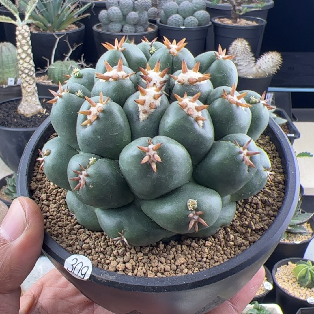 短豪刺象牙8+一物一拍