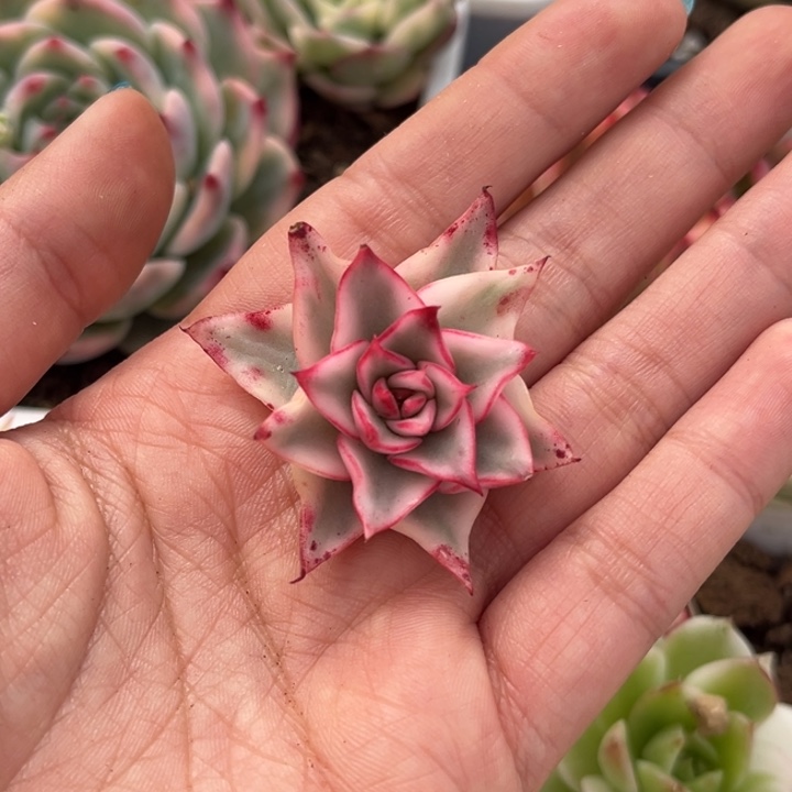 杰*吉赛尔锦一颗价格头盖