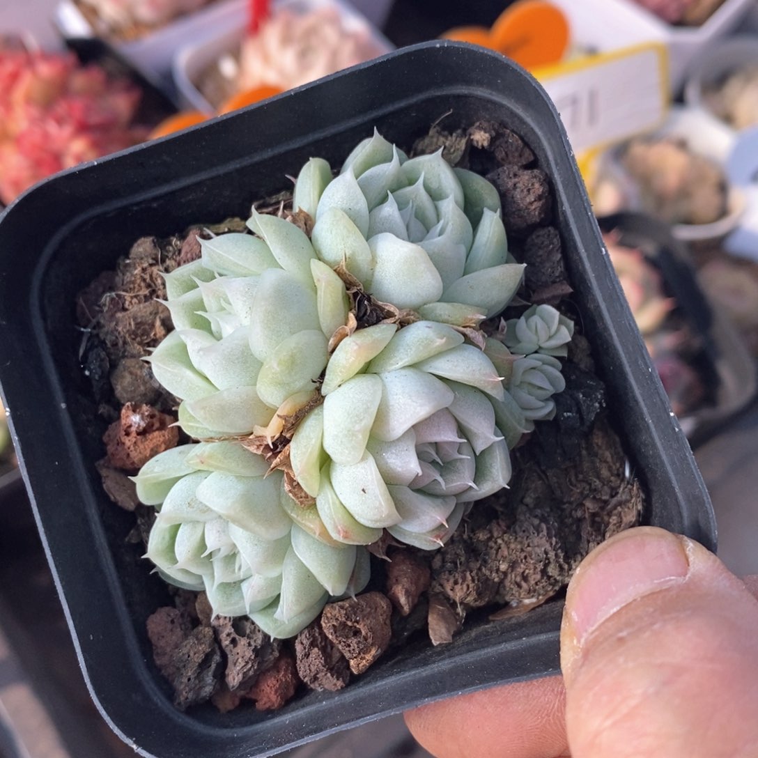 精品多肉一物一拍不包整333