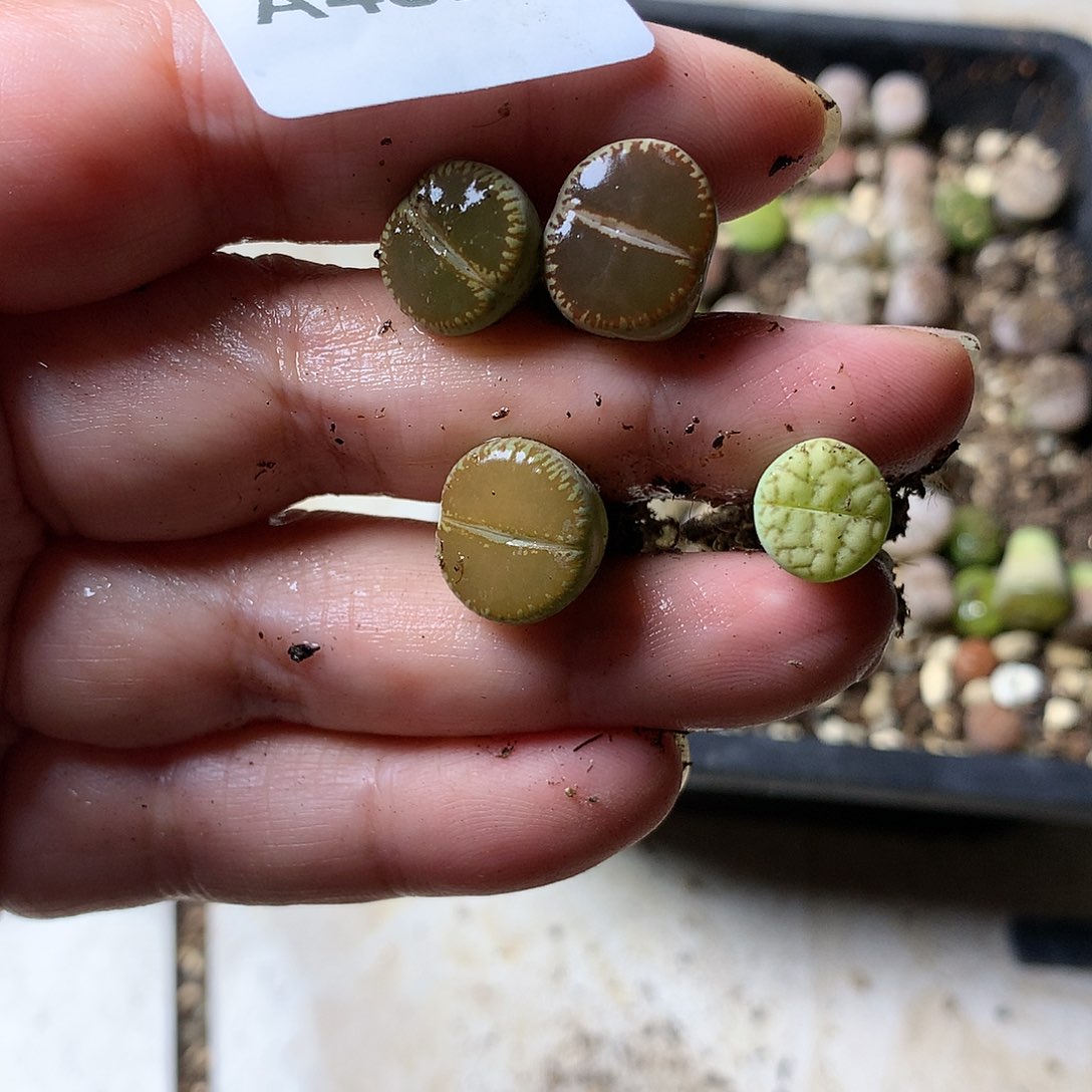 C***eA482多肉植物保护