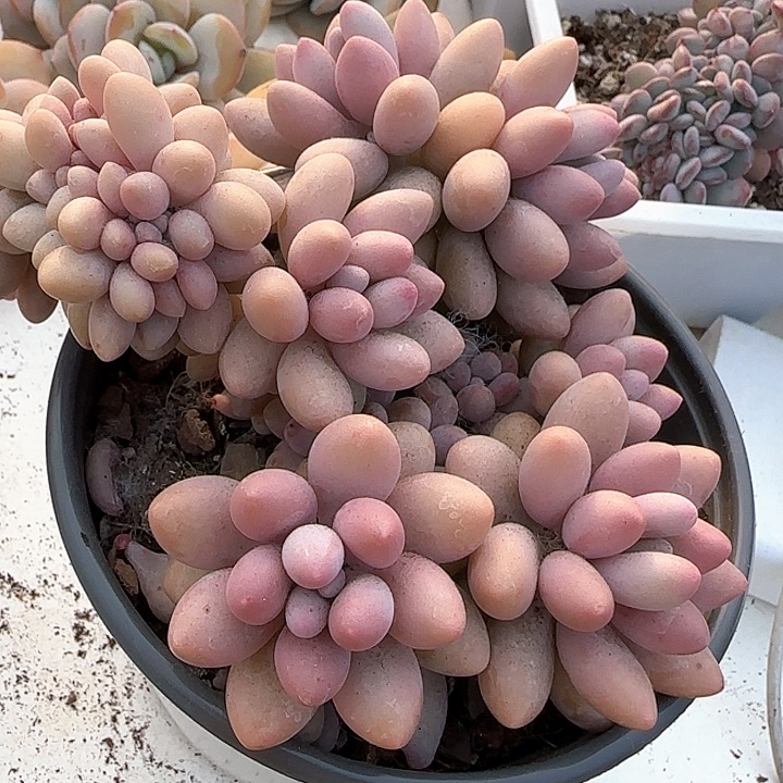 珠*青蛙王子儿童牙膏111