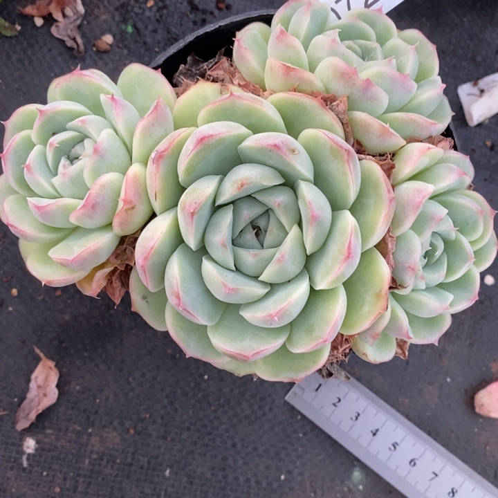 729杂交老桩基地～14厘米