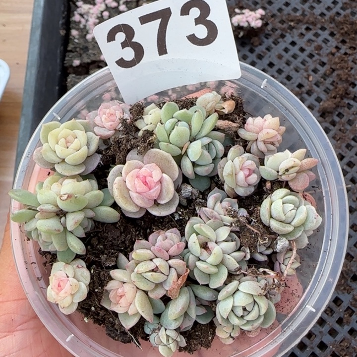 373 号王者系列多肉一盒