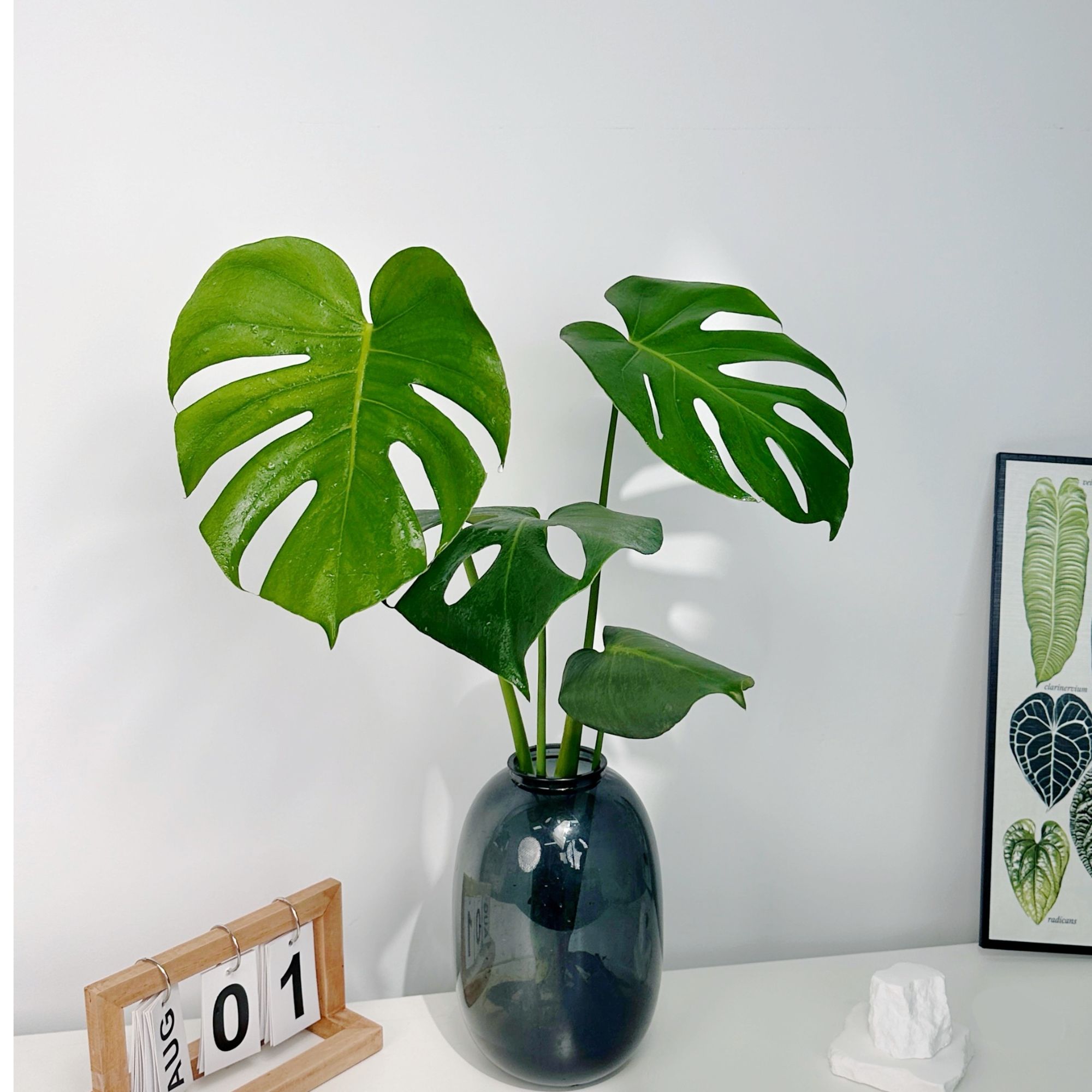 龟背竹水培盆栽室内客厅绿植净化空气易活