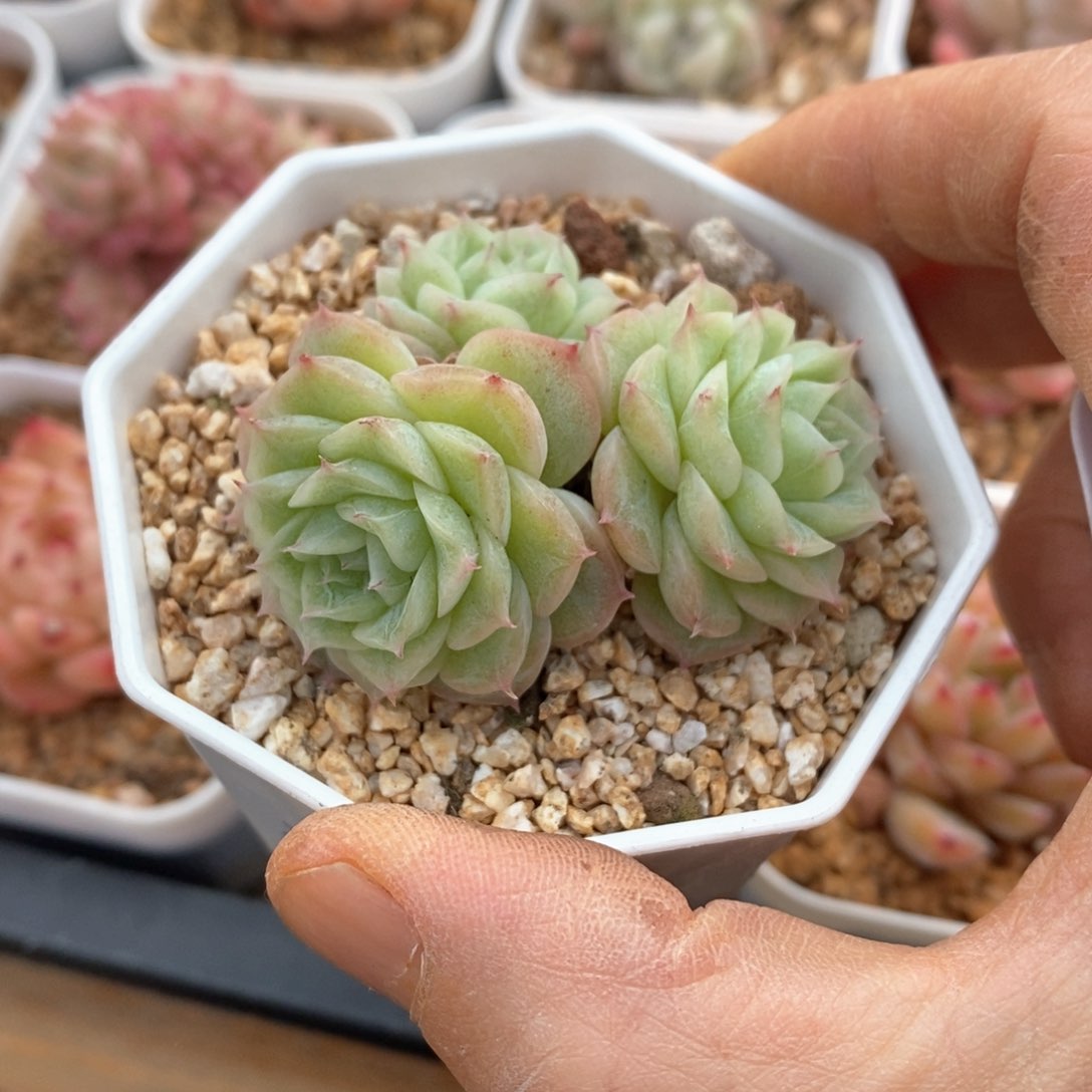 精品多肉一物一拍不包整146