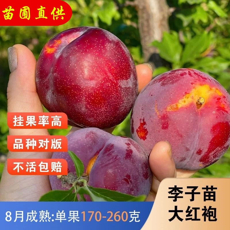 李子树苗嫁接特大脱骨脆甜大红袍李子苗耐寒抗旱果树苗南北方种植