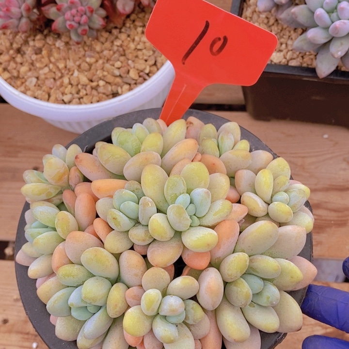 这么多都在一起吃