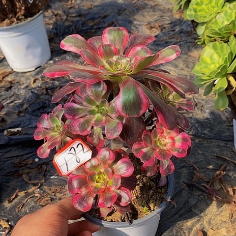 丽娜老桩捧花182号