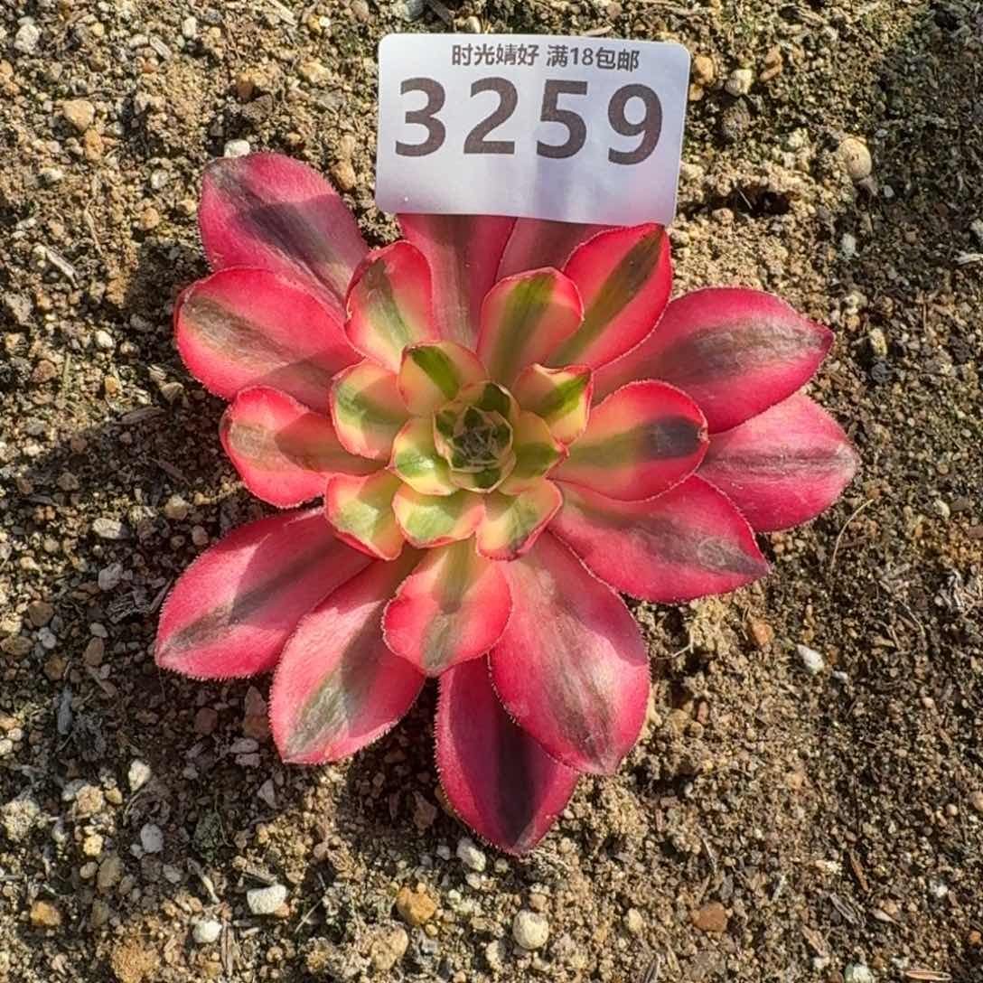 樱**子3259爱丽丝寄养到秋