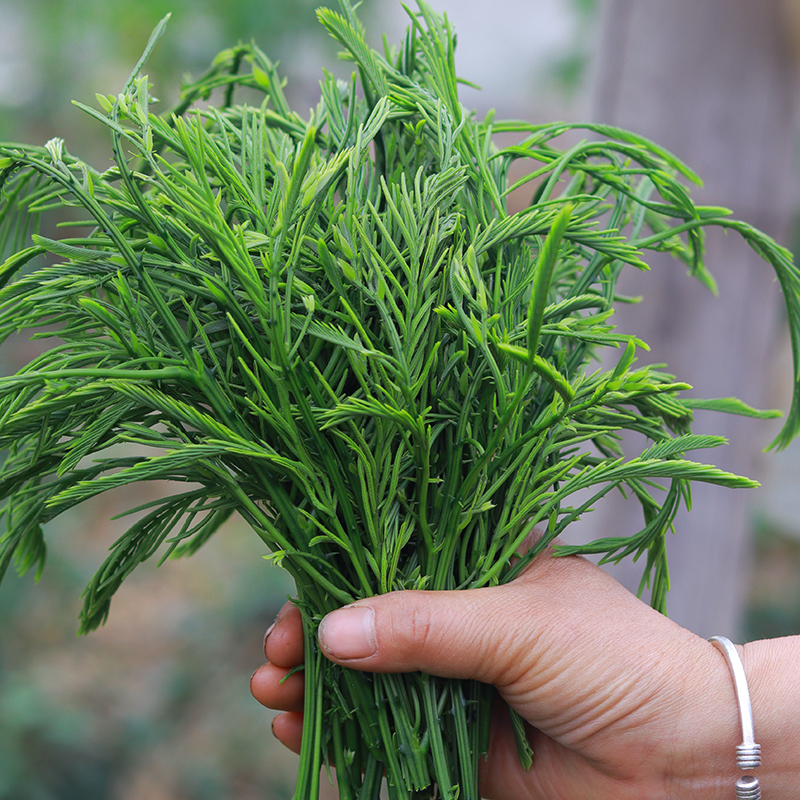 云南德宏新鲜臭菜蔬菜帕哈合金欢臭菜傣族绿叶宴帕哈250克