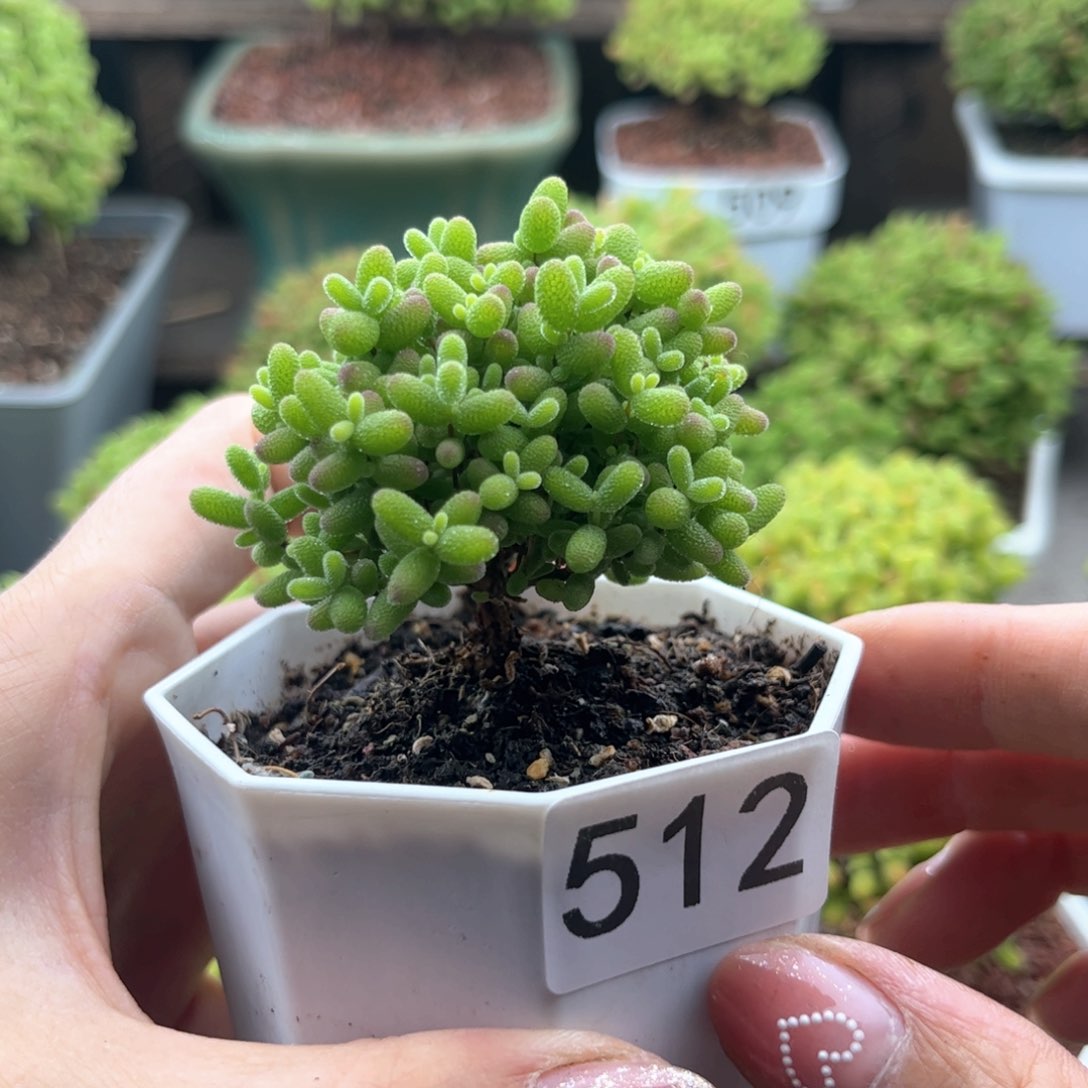 512蜜桔可爱多肉植物