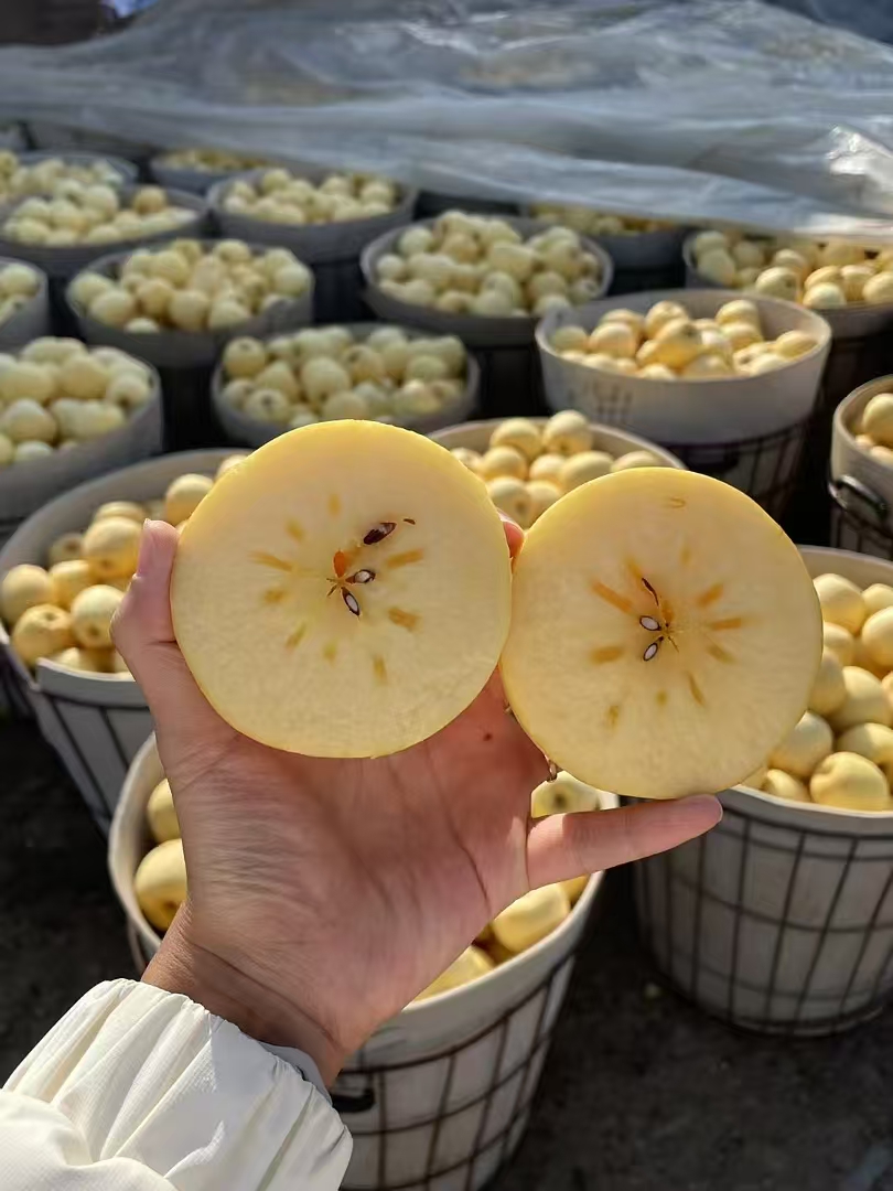 维纳斯黄金苹果山东威海自家果园产地直发脆甜多汁果香扑鼻