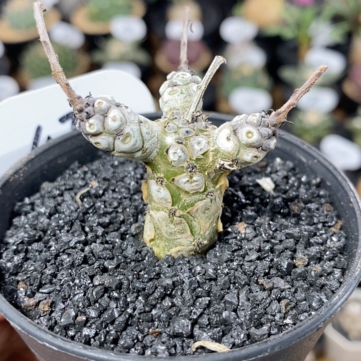 470号实生白象奇峰锦 主干1.7cm