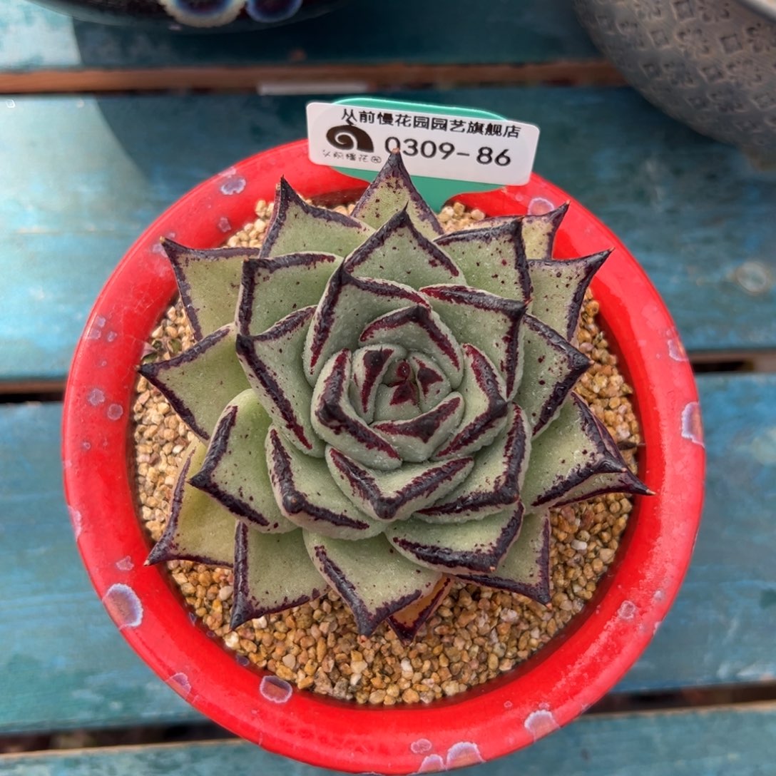 多肉一物一拍0309-86