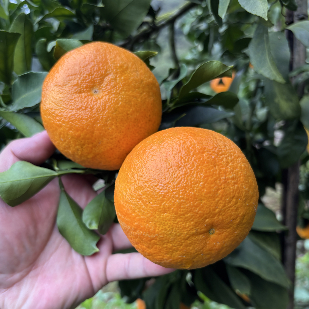 红美人柑橘苗 果冻橙 爱媛38