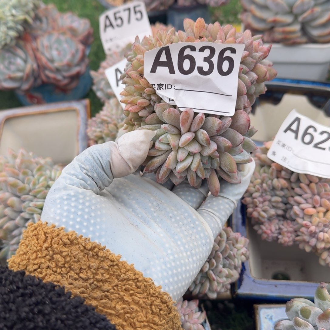 四胸花造型呀呀呀呀