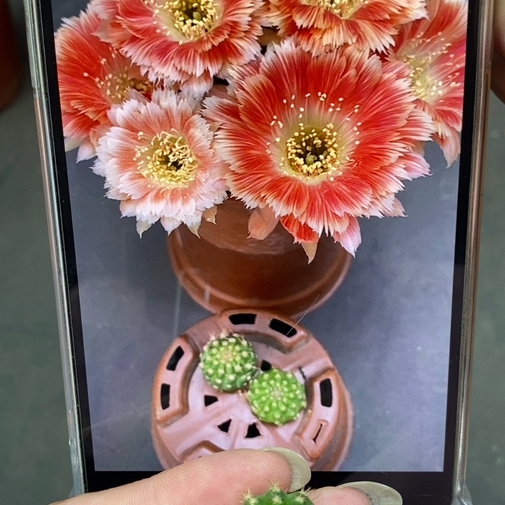 香香羽毛丽花1-1.5公分左右