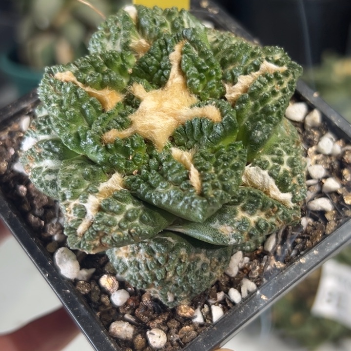 89可带盆土发货。