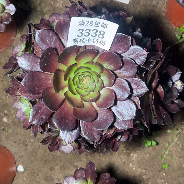 3338黑美人多肉植物