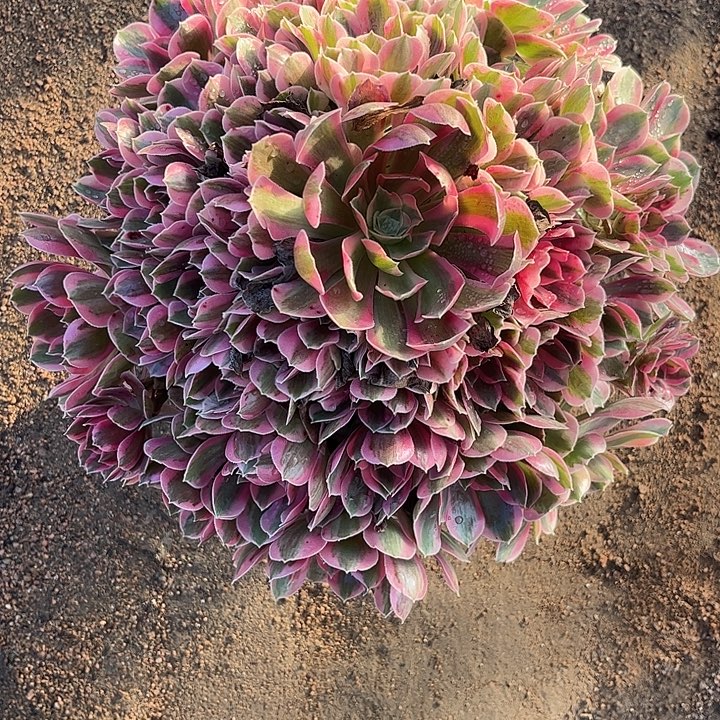 多肉植物粉女郎锦…………