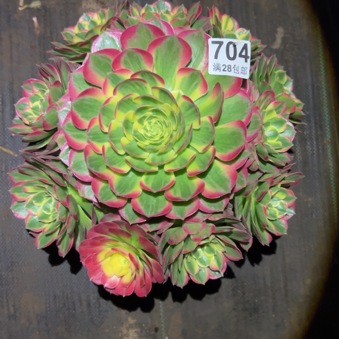 多肉植物704海仙的