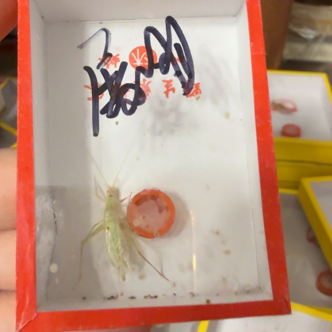 屠*拍下发一只柬埔寨