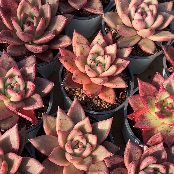 红颜密语      福利多多