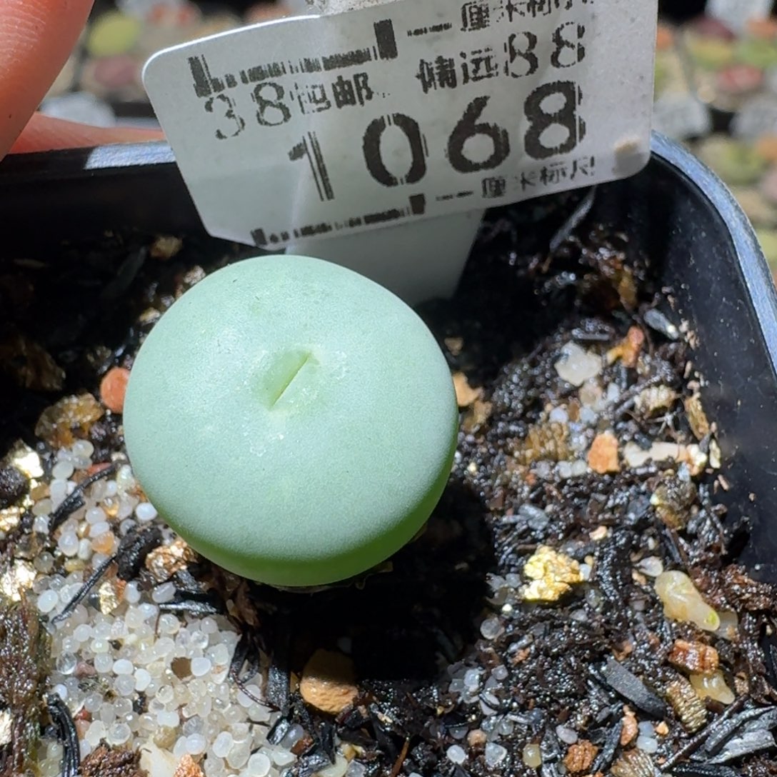 Sss清仓便宜出1068