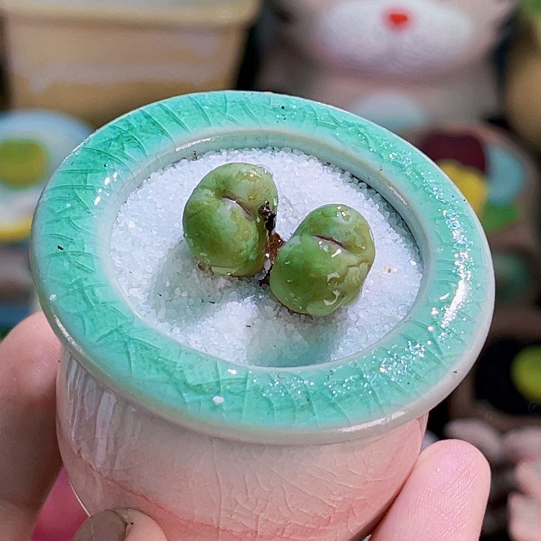 35双头小红嘴連盆帶土包郵