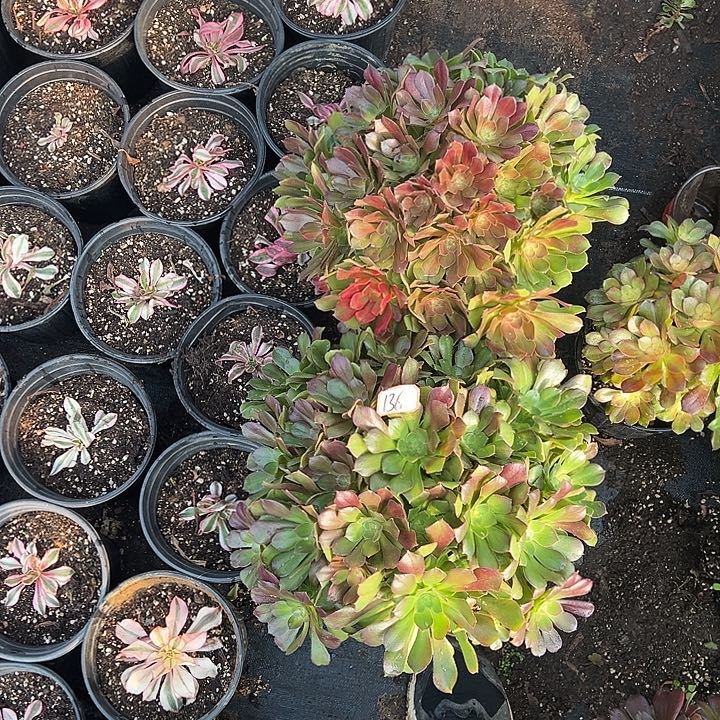 多肉植物136不售后