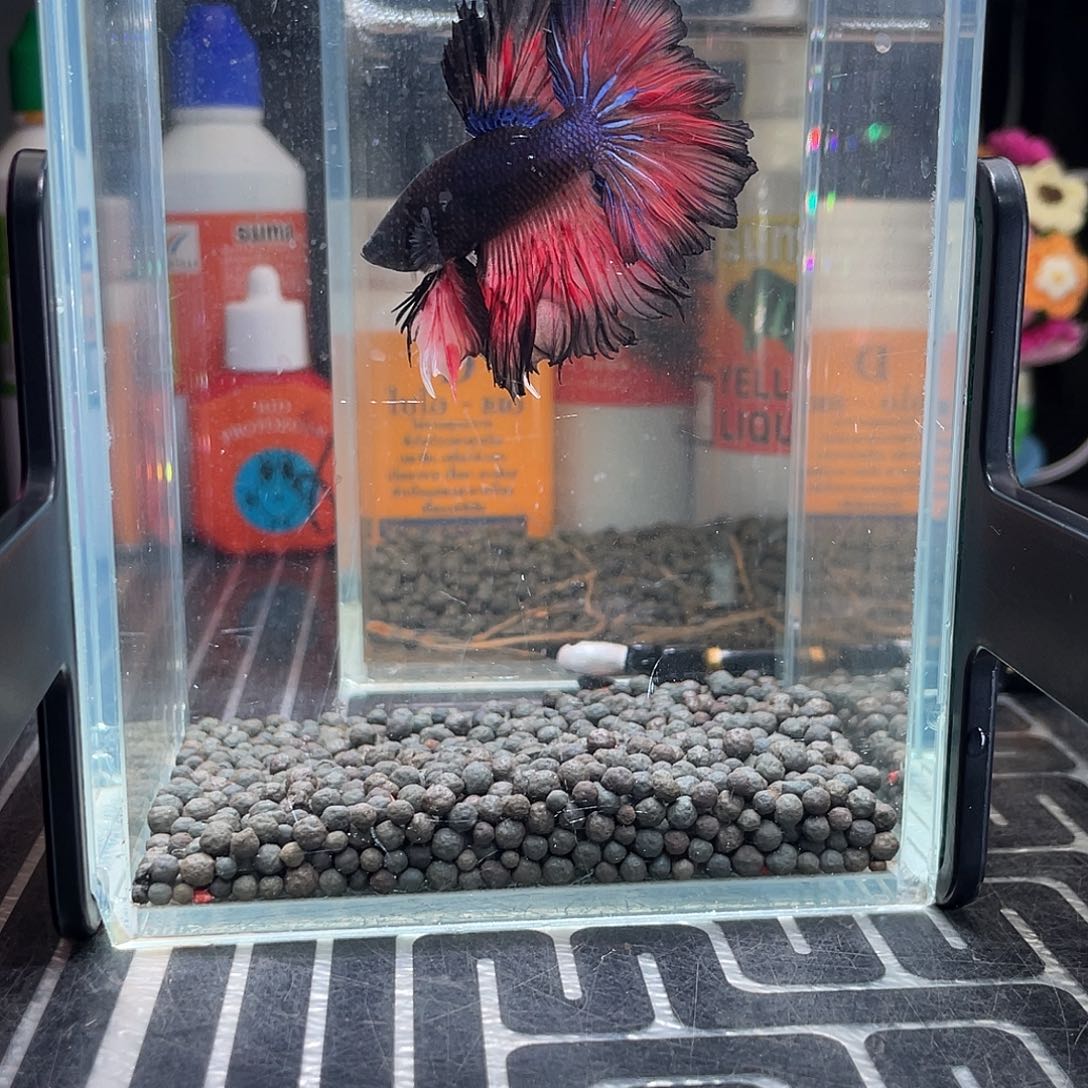 斗鱼41号126早绣球hmpk