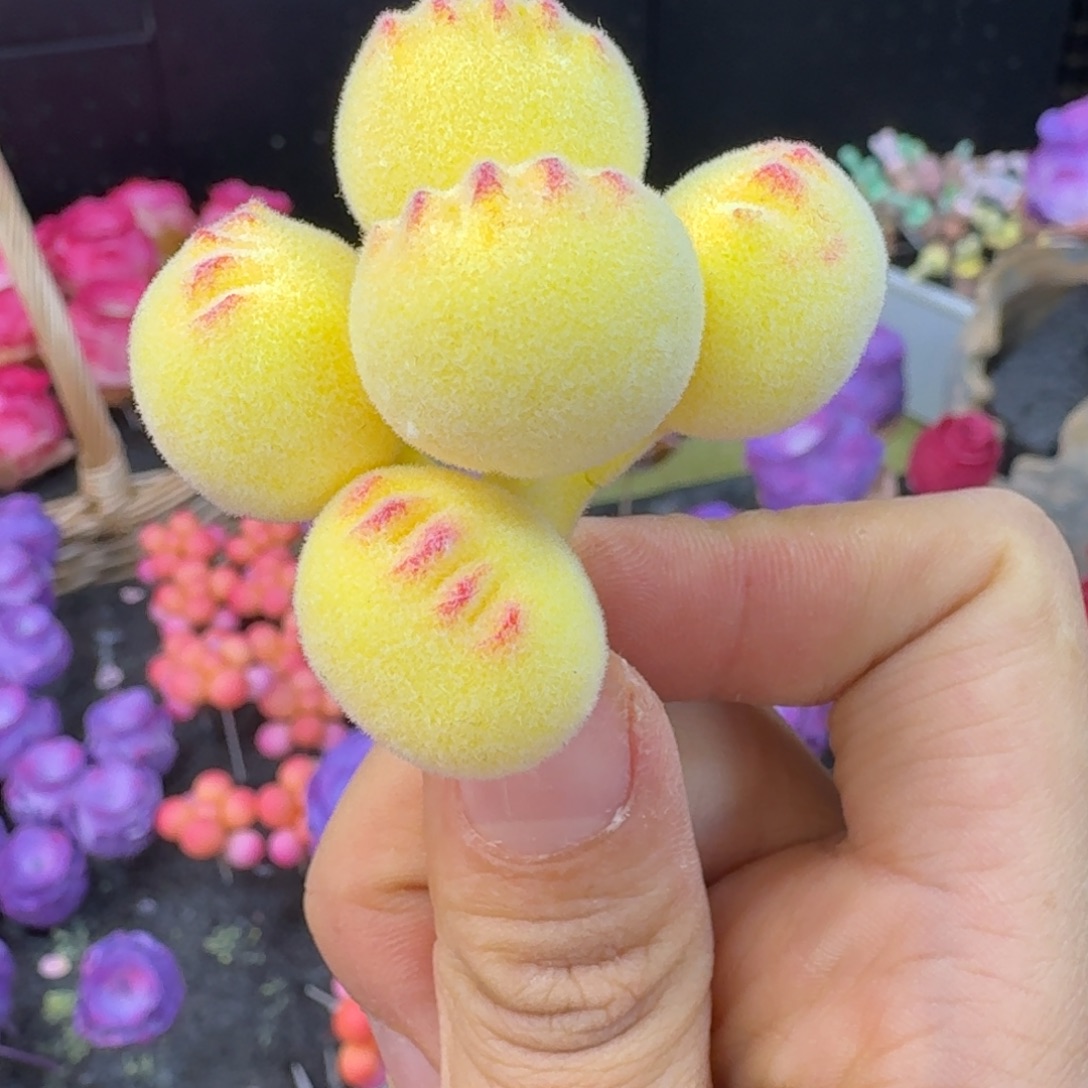 树脂640号哦哦哦哦哦哦哦